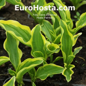 Hosta Patrician - Eurohosta