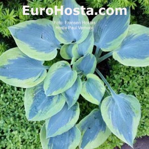 Hosta Paul Vernooij