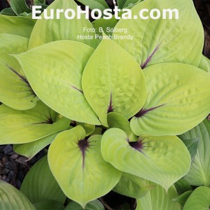 Hosta Peach Brandy