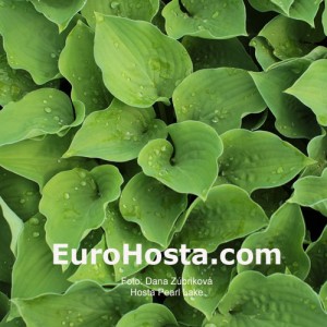 Hosta Pearl Lake - Eurohosta