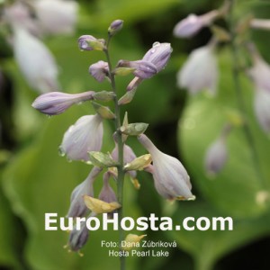 Hosta Pearl Lake - Eurohosta