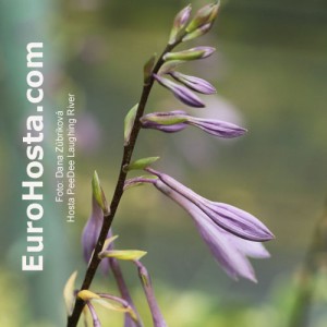 Hosta Pee Dee Laughing River - Eurohosta