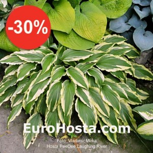 Hosta Pee Dee Laughing River - Eurohosta