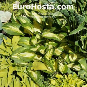 Hosta Peppermint Ice