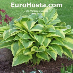 Hosta Percy