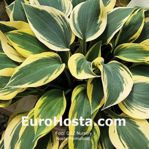 Hosta Permafrost - Eurohosta