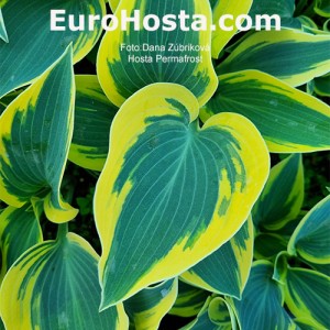 Hosta Permafrost - Eurohosta