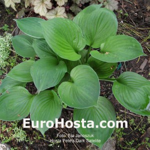 Hosta Pete's Dark Satellite - Eurohosta