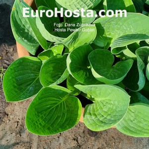 Hosta Pewter Goblet