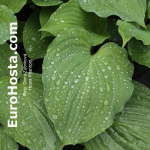 Hosta Phantom