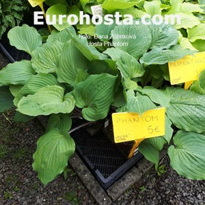 Hosta Phantom