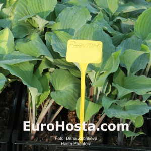 Hosta Phantom - Eurohosta