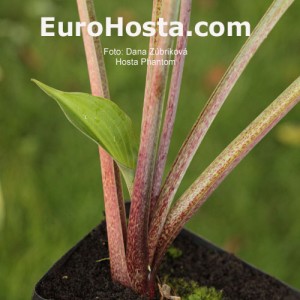 Hosta Phantom - Eurohosta