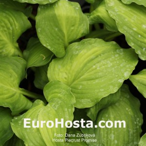 Hosta Piecrust Promise