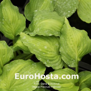 Hosta Piecrust Promise