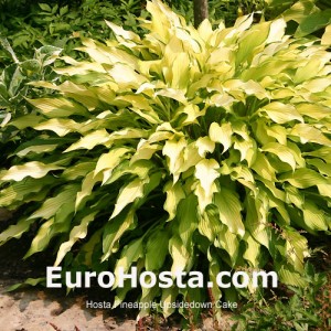 Hosta Pineapple Upsidedown Cake - Eurohosta