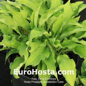 Hosta Pineapple Upsidedown Cake