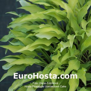 Hosta Pineapple Upsidedown Cake