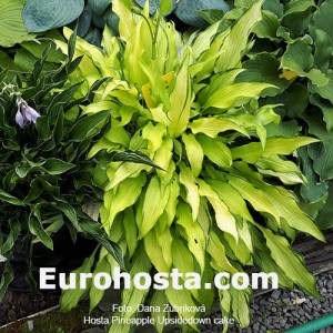 Hosta Pineapple Upsidedown Cake