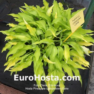 Hosta Pineapple Upsidedown Cake