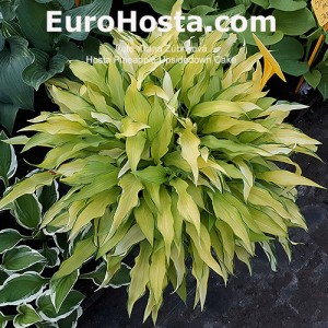 Hosta Pineapple Upsidedown Cake