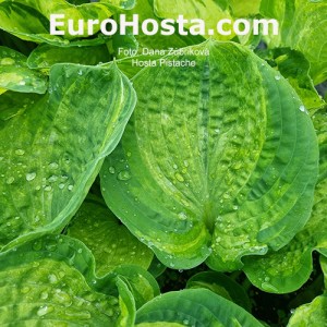 Hosta Pistache - Eurohosta