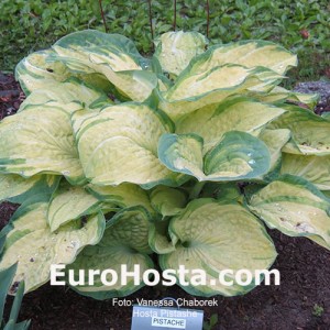 Hosta Pistache - Eurohosta