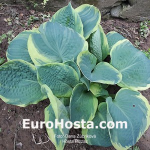 Hosta Pizzazz - Eurohosta