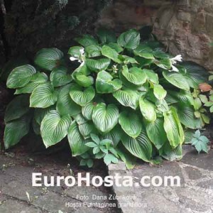 Hosta Plantiginea Grandiflora