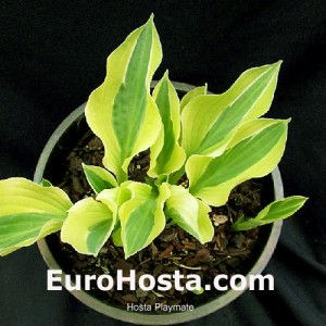 Hosta Playmate - Eurohosta