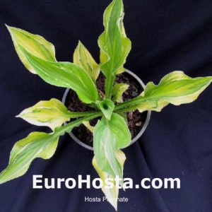 Hosta Playmate - Eurohosta