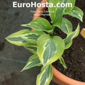 Hosta Playmate - Eurohosta