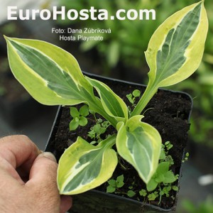 Hosta Playmate - Eurohosta