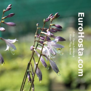 Hosta Plug Nickel - Eurohosta