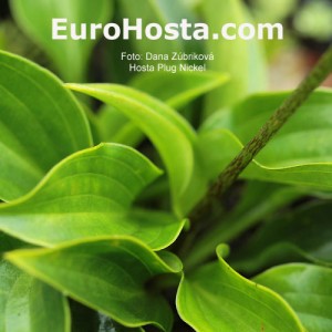 Hosta Plug Nickel - Eurohosta