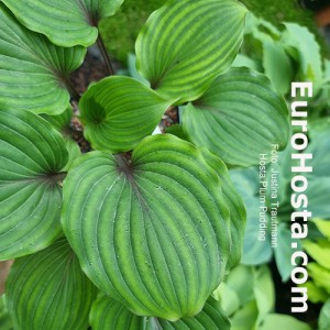 Hosta Plum Pudding