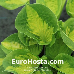 EuroHosta.com  Foto: Dana Zúbriková Hosta Platinum Tiara