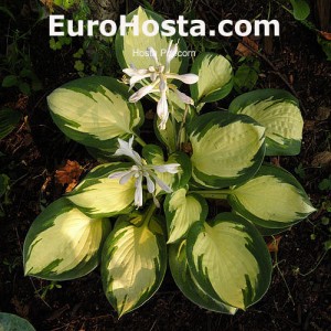 Hosta Popcorn - Eurohosta