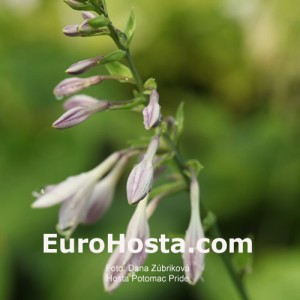 Hosta Potomac Pride - Eurohosta