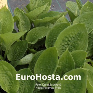 Hosta Potomac Pride - Eurohosta