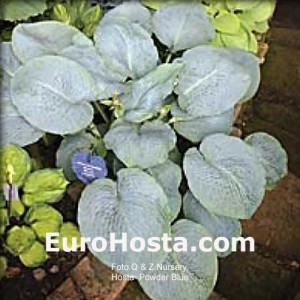 Hosta Powder Blue