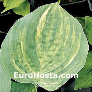 Hosta Powder Keg - Eurohosta