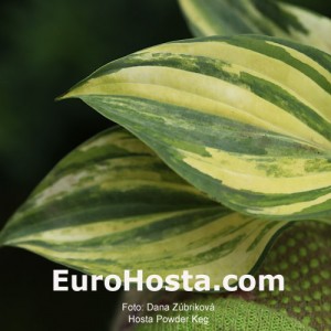 Hosta Powder Keg - Eurohosta