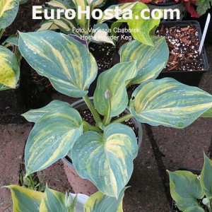 Hosta Powder Keg - Eurohosta