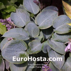 Hosta Prairie Sky - Eurohosta