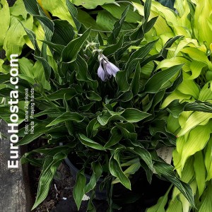 Hosta Praying Hands