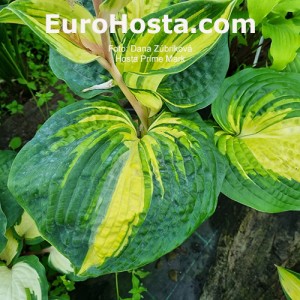 Hosta Prime Mark