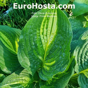 Hosta Prime Meridian