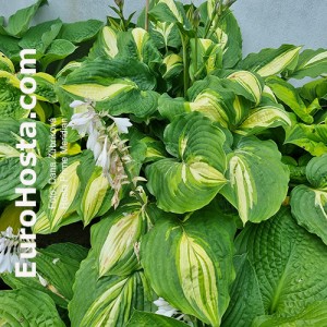 Hosta Prime Meridian