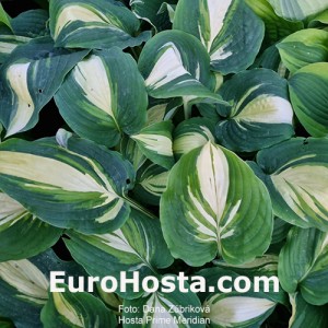 Hosta Prime Meridian